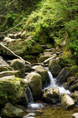 Torc Şelalesi, İrlanda'nın en iyi bilinen turistik yerlerinden biri, Killarney Milli Parkı doğal ormanlık bulunan. Kerry turist rota, İrlanda ünlü Ring durdurma noktası.