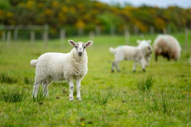 Yeşil otlaklarda renkli boya otlatma ile işaretlenmiş koyun. İrlanda'nın yemyeşil çayırlarında beslenen yetişkin koyun ve yavru kuzular.