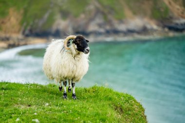 Silver Strand yakınlarında koyun otlaması, güneybatı County Donegal 'de, Malin Beg' de, Glencolmcille yakınlarında, at nalı şeklinde korunaklı bir körfezde kumlu bir sahil. Vahşi Atlantik Yolu, İrlanda.