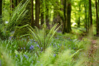 Bluebell flowers blossoming in a woodland in Ireland. Hyacinthoides non-scripta in full bloom in Irish forest. Beauty in nature. clipart