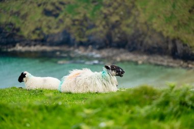Silver Strand yakınlarında koyun otlaması, güneybatı County Donegal 'de, Malin Beg' de, Glencolmcille yakınlarında, at nalı şeklinde korunaklı bir körfezde kumlu bir sahil. Vahşi Atlantik Yolu, İrlanda.