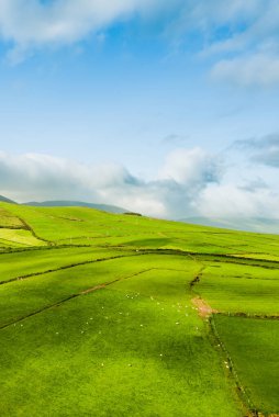 Aerial view of endless lush pastures and farmlands of Ireland's Dingle Peninsula. Beautiful Irish countryside with emerald green fields and meadows. Rural landscape on sunset. clipart