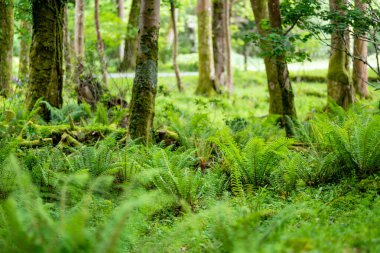 Massive pine trees with ivy growing on their trunks. Impressive green woodlands of Killarney National Park, County Kerry, Ireland clipart