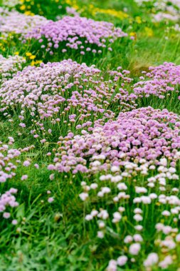 İrlanda 'nın en popüler turizm merkezlerinden biri olan Moher' in ünlü uçurumlarında çiçek açan pembe çiçek. County Clare 'deki Vahşi Atlantik Yolu' nda yaygın olarak görülen sisli manzara.
