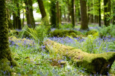 BlueBell çiçekleri İrlanda 'da bir ormanlık alanda çiçek açıyor. İrlanda ormanlarında Hyacinthoides 'in senaryodan uzak çiçekleri var. Doğada güzellik.