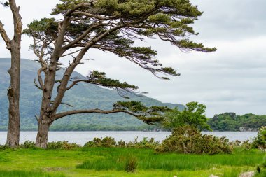 Muckross Gölü kıyısındaki büyük çam ağaçları, aynı zamanda Orta Göl veya Torc olarak da bilinir, Killarney Ulusal Parkı, Kerry County, İrlanda