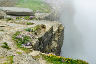 Pink thrift flowers blossoming on the famous Cliffs of Moher, one of the most popular tourist destinations in Ireland. Foggy view of widely known attraction on Wild Atlantic Way in County Clare. clipart