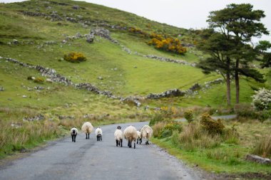 Yeşil otlaklarda renkli boya otlatma ile işaretlenmiş koyun. İrlanda'nın yemyeşil çayırlarında beslenen yetişkin koyun ve yavru kuzular.