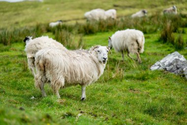Yeşil otlaklarda renkli boya otlatma ile işaretlenmiş koyun. İrlanda'nın yemyeşil çayırlarında beslenen yetişkin koyun ve yavru kuzular.