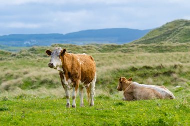 İnekler yeşil çayırlarda otluyor. İrlanda 'nın yemyeşil otlaklarında beslenen yetişkin inekler ve yavru buzağılar..