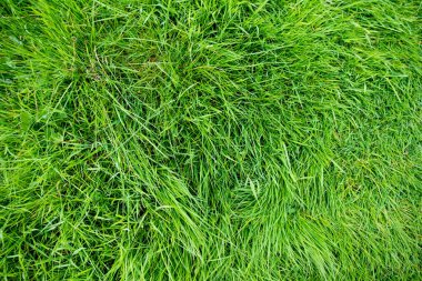 Yumuşak akşam ışığında yemyeşil zümrüt çimenler. Yaz akşamları taze çimenler. İrlanda doğası.