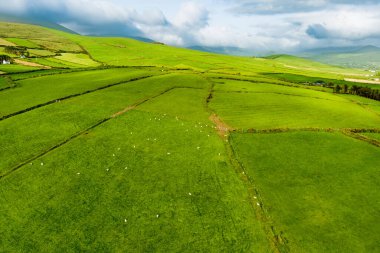 İrlanda 'nın Dingle Yarımadası' nın uçsuz bucaksız yemyeşil otlakları ve tarım arazileri. Zümrüt yeşili tarlaları ve çayırları olan güzel İrlanda kırsalları. Gün batımında kırsal alan.
