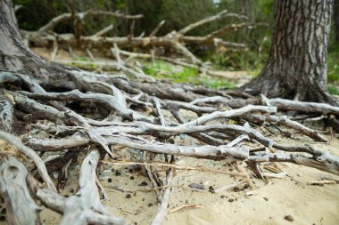 Beautiful old white pine tree trunks on a banks on Muckross Lake, also called Middle Lake or The Torc, located in Killarney National Park, County Kerry, Ireland clipart