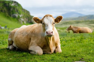 İnekler yeşil çayırlarda otluyor. İrlanda 'nın yemyeşil otlaklarında beslenen yetişkin inekler ve yavru buzağılar..