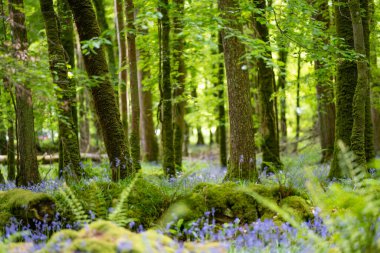 Bluebell flowers blossoming in a woodland in Ireland. Hyacinthoides non-scripta in full bloom in Irish forest. Beauty in nature. clipart