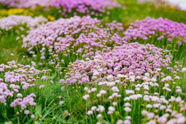İrlanda 'nın en popüler turizm merkezlerinden biri olan Moher' in ünlü uçurumlarında çiçek açan pembe çiçek. County Clare 'deki Vahşi Atlantik Yolu' nda yaygın olarak görülen sisli manzara.