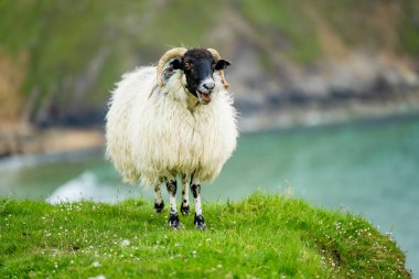 Sheep grazing near Silver Strand, a sandy beach in a sheltered, horseshoe-shaped bay, situated at Malin Beg, near Glencolmcille, in south-west County Donegal. Wild Atlantic Way, Ireland. clipart