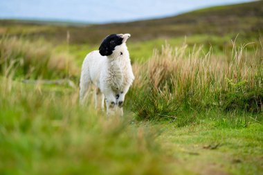 Yeşil otlaklarda renkli boya otlatma ile işaretlenmiş koyun. İrlanda'nın yemyeşil çayırlarında beslenen yetişkin koyun ve yavru kuzular.