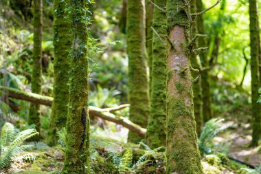 İrlanda 'nın en popüler turistik merkezlerinden biri olan Torc Waterfall yakınlarındaki yoğun nemli orman Killarney Ulusal Parkı' nda yer alıyor. Ring of Kerry turizm rotasının durdurma noktası, İrlanda.