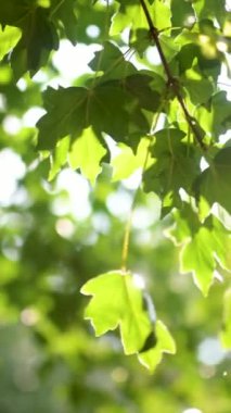 Güzel yeşil akçaağaç yaprakları yağmurlu bir yaz gününde bir ağaç dalında. Kırsal yaşam, doğadaki güzellik..