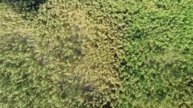 Antik efsaneye göre Herkül 'ün Stymfalian kuşlarını vurduğu yer olan Yunanistan' ın güneyindeki Corinthia 'da Mora Gölü' nün kuzeydoğusunda yer alan Stymphalia Gölü 'nün havadan görünüşü.