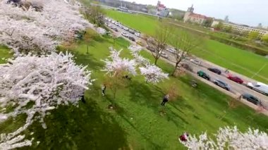 Vilnius şehir merkezinde çiçek açan sakura parkının güzel FPV görüntüsü. Sugihara kiraz ağacı bahçesi güneşli bir nisan akşamı çiçek açıyor. Litvanya, Vilnius 'ta İlkbahar.