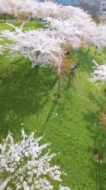 Vilnius şehir merkezinde çiçek açan sakura parkının güzel dikey FPV görüntüsü. Sugihara kiraz ağacı bahçesi güneşli bir nisan akşamı çiçek açıyor. Litvanya, Vilnius 'ta İlkbahar.