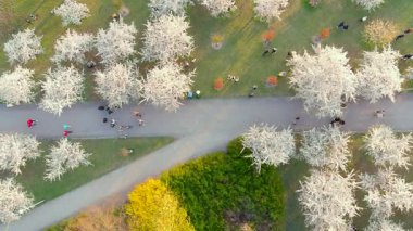 Vilnius şehir merkezinde çiçek açan sakura parkının yukarıdan aşağıya güzel manzarası. Sugihara kiraz ağacı bahçesi güneşli bir nisan akşamı çiçek açıyor. Litvanya, Vilnius 'ta İlkbahar.