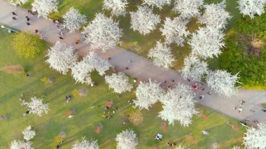 Vilnius şehir merkezindeki çiçek açan sakura parkının yukarıdan aşağıya doğru dönen güzel manzarası. Sugihara kiraz ağacı bahçesi güneşli bir nisan akşamı çiçek açıyor. Litvanya, Vilnius 'ta İlkbahar.