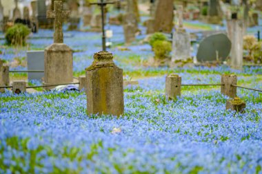 Bernardine mezarlığındaki güneşli bir günde açan mavi scilla siberica bahar çiçekleri, Litvanya 'nın Vilnius kentindeki en eski üç mezarlıktan biri.