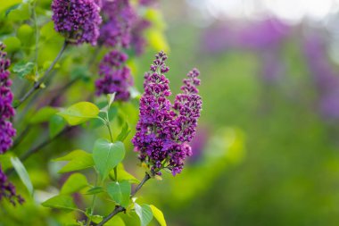 Yeşil yaprakların arka planında mor bir leylak dalı. Doğada güzellik.