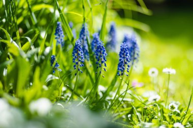 Bahar bahçesinde çiçek açan üzüm sümbülü ya da armeniacum muscari. Doğada güzellik.