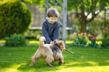 Yaz parkında soylu Avustralyalı teriyer köpeğiyle oynayan şirin bir çocuk. Siyah ve samur bronzlaşmış tipik Avustralya teriyerinin sonbahar portresi..