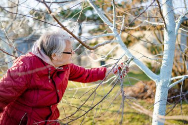 Ağaç dallarını kesmek için budama makası kullanan kadın bahçıvan. Baharda ağaçların ve çalıların budanması. Hobi, bahçıvanlık, tarım konsepti.