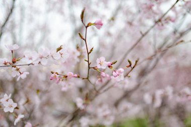 İlkbaharda açan güzel kiraz ağacı. Doğada güzellik. Açık havada güneşli bir bahar gününde kiraz dalları.