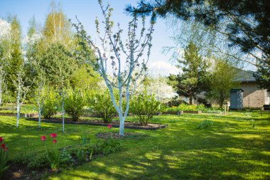 Ağaçlarla, dekoratif bitkilerle ve çiçek açan çiçeklerle dolu güzel yeşil bir bahçe. Arka bahçede güzel bir bahar günü.