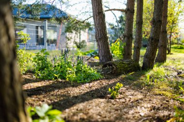 Ağaçlarla, dekoratif bitkilerle ve çiçek açan çiçeklerle dolu güzel yeşil bir bahçe. Arka bahçede güzel bir bahar günü.