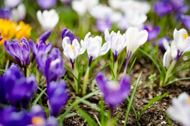 Parkta çiçek açan çiçek. Bahar manzarası. Doğada güzellik
