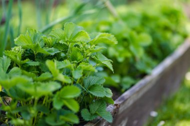 Yaz mevsiminde çilek yetiştiriyorum. Çiftlikte kendi otlarını ve sebzelerini yetiştiriyorlar. Bahçıvanlık ve kendi kendine yeten yaşam tarzı.