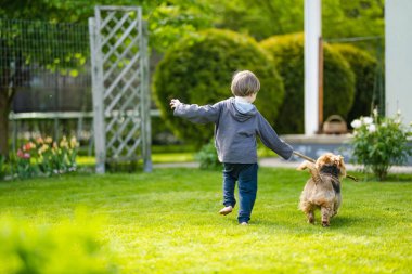 Yaz parkında soylu Avustralyalı teriyer köpeğiyle oynayan şirin bir çocuk. Siyah ve samur bronzlaşmış tipik Avustralya teriyerinin sonbahar portresi..