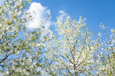 İlkbaharda açan güzel kiraz ağacı. Doğada güzellik. Açık havada güneşli bir bahar gününde kiraz dalları.