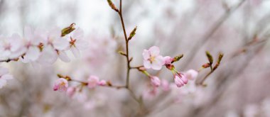 İlkbaharda açan güzel kiraz ağacı. Doğada güzellik. Açık havada güneşli bir bahar gününde kiraz dalları.