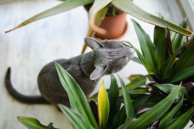Neşeli genç Rus Mavi kedisi güneşli bir sabahta evde dinleniyor. Kedi kemiren ev bitkileri. Yeşil gözlü, muhteşem mavi-gri kedi. Evdeki evcil hayvan.