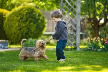 Yaz parkında soylu Avustralyalı teriyer köpeğiyle oynayan şirin bir çocuk. Siyah ve samur bronzlaşmış tipik Avustralya teriyerinin sonbahar portresi..