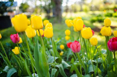 Bahar bahçesindeki çiçek tarhında renkli laleler yetişir. Güzel bahar doğası.