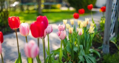Bahar bahçesindeki çiçek tarhında renkli laleler yetişir. Güzel bahar doğası.