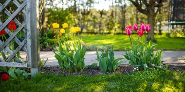 Bahar bahçesindeki çiçek tarhında renkli laleler yetişir. Güzel bahar doğası.