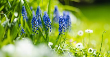 Bahar bahçesinde çiçek açan üzüm sümbülü ya da armeniacum muscari. Doğada güzellik.