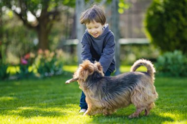 Yaz parkında soylu Avustralyalı teriyer köpeğiyle oynayan şirin bir çocuk. Siyah ve samur bronzlaşmış tipik Avustralya teriyerinin sonbahar portresi..