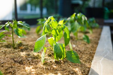 Yaz günü bir serada dolmalık biber yetiştirmek. Çiftlikte kendi meyve ve sebzelerini yetiştiriyorlar. Bahçıvanlık ve kendi kendine yeten yaşam tarzı.